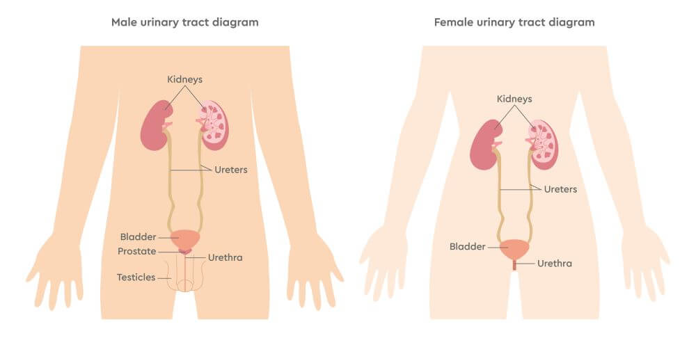 Male and female urinary tract